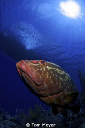 Grouper looking up at boat at little cayman by Tom Meyer 